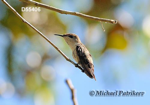 Vervain Hummingbird (Mellisuga minima)